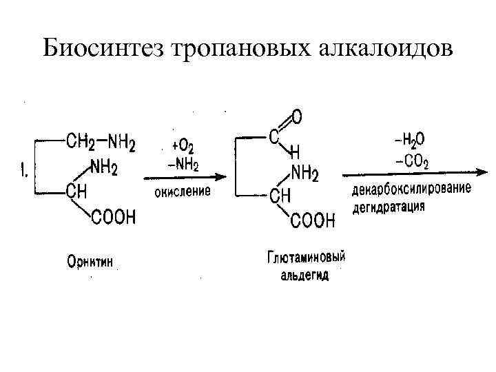 Биосинтез тропановых алкалоидов • 