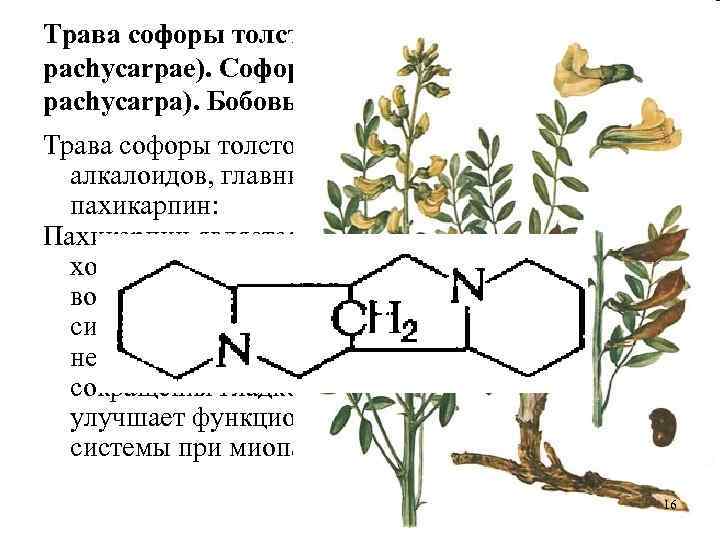 Трава софоры толстоплодной (Herba Sophorae pachycarpae). Софора толстоплодная (Sophora pachycarpa). Бобовые (Fabaceaea). Трава софоры