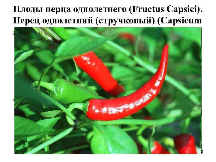 Плоды перца однолетнего (Fructus Capsici). Перец однолетний (стручковый) (Capsicum annuum). Пасленовые (Solanaceae). • препараты