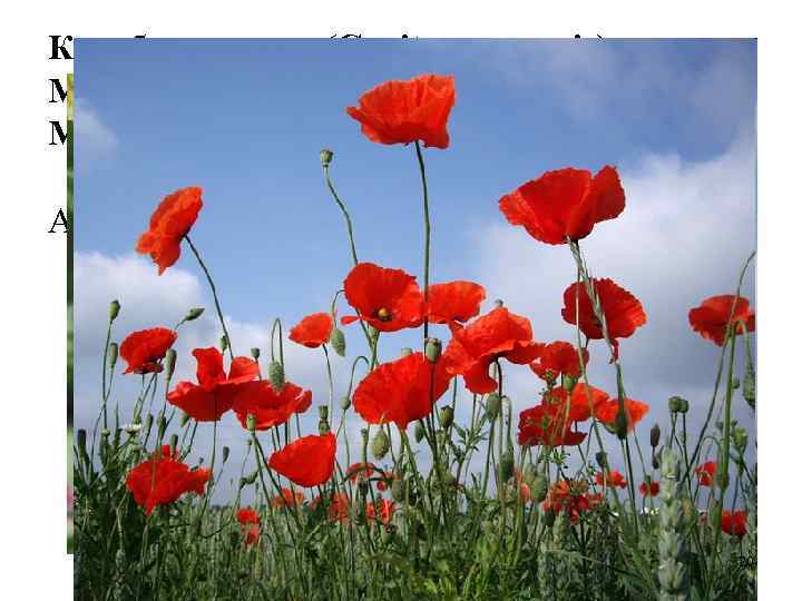 Коробочки мака (Capita papaveris). Мак снотворный (Papaver somniferum). Маковые (Papaveraceae). Алкалоиды мака снотворного разделяются