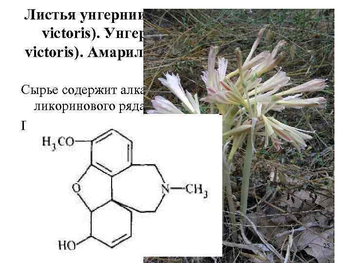 Листья унгернии Виктора (Folia Ungerniae victoris). Унгерния Виктора (Ungernia victoris). Амариллисовые (Amaryllidaceae). Сырье содержит