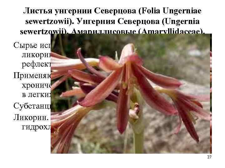 Листья унгернии Северцова (Folia Ungerniae sewertzowii). Унгерния Северцова (Ungernia sewertzowii). Амариллисовые (Amaryllidaceae). Сырье используется