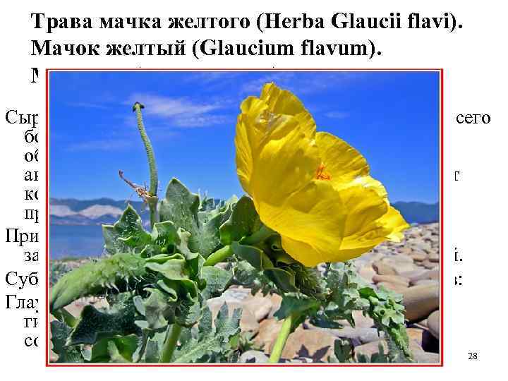 Трава мачка желтого (Herba Glaucii flavi). Мачок желтый (Glaucium flavum). Маковые (Papaveraceae). Сырье содержит