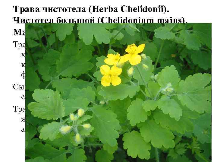 Трава чистотела (Herba Chelidonii). Чистотел большой (Chelidonium majus). Маковые (Papaveraceae). Трава содержит алкалоиды сангвинарин,