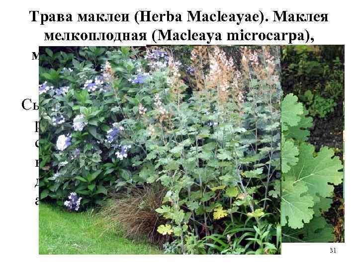 Трава маклеи (Herba Macleayae). Маклея мелкоплодная (Macleaya microcarpa), маклея сердцевидная (Macleaya cordata). Маковые (Papaveraceae).