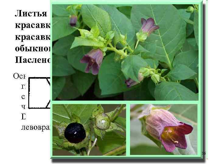 Листья красавки (Folia Belladonnae), трава красавки (Herba Belladonnae), корни красавки (Radices Belladonnae). Красавка обыкновенная