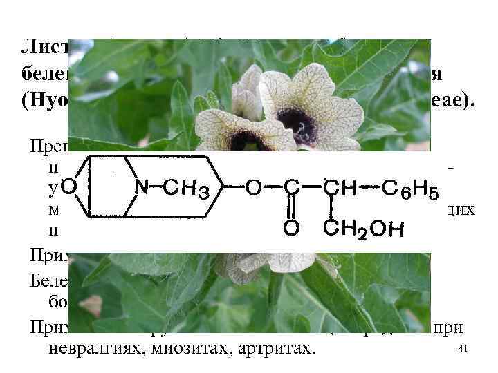 Белена состав. Белена черная формула. Белена строение формула. Белена формула цветка. Белена черная формула цветка.