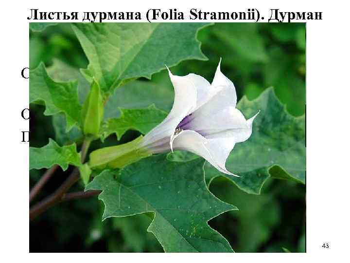 Листья дурмана (Folia Stramonii). Дурман обыкновенный (Datura stramonium). Пасленовые (Solanaceae). Сырье содержит преимущественно гисциамин.