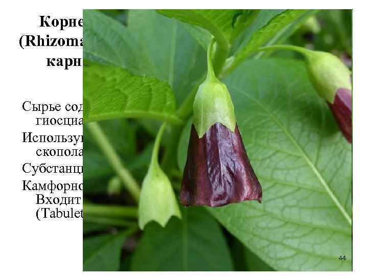 Корневища скополии карниолийской (Rhizomata Scopoliae carniolicae). Скополия карниолийская (Scopolia carniolica). Пасленовые (Solanaceae) Сырье содержит