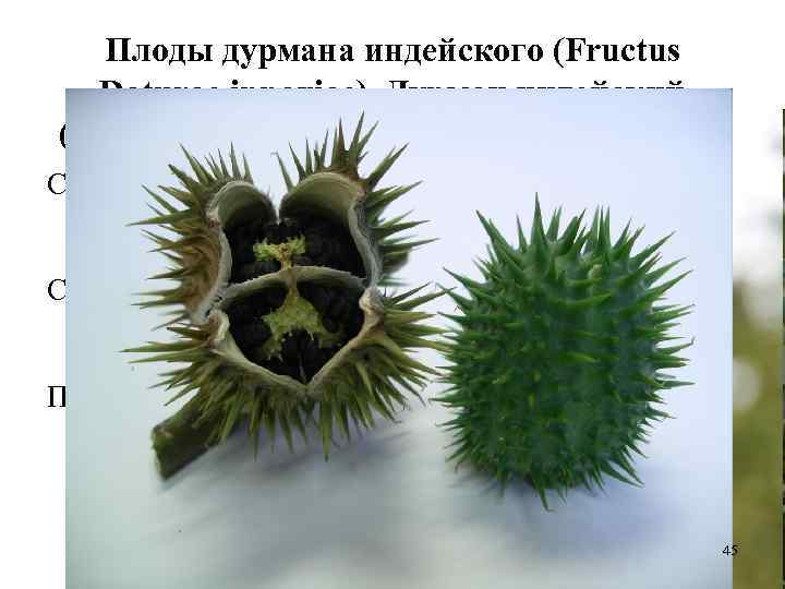 Плоды дурмана индейского (Fructus Daturae innoxiae). Дурман индейский (Datura innoxia). Пасленовые (Solanaceae). Сырье содержит