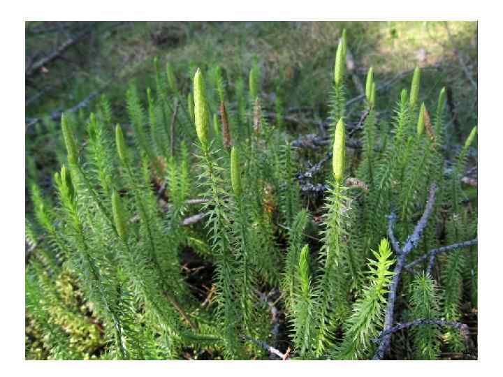 Трава баранца обыкновенного (Herba Lycopodii selaginis ) Баранец обыкновенный (плаун-баранец) - (Lycopodium selago) сем.