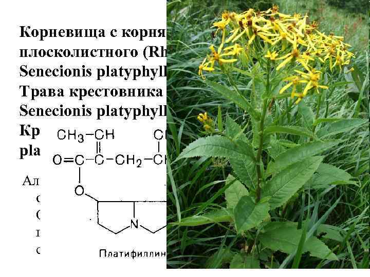 Корневища с корнями крестовника плосколистного (Rhizomata cum radicibus Senecionis platyphylloides). Трава крестовника плосколистного (Herba