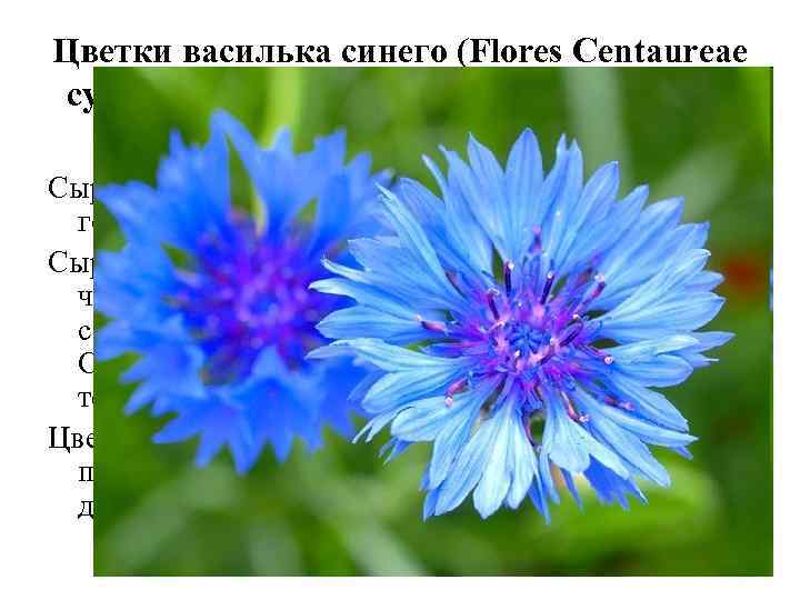 Цветки василька синего (Flores Сentaureae cyani). Василек синий (Centaurea cyanus). Астровые (Asteraceae). Сырье содержит