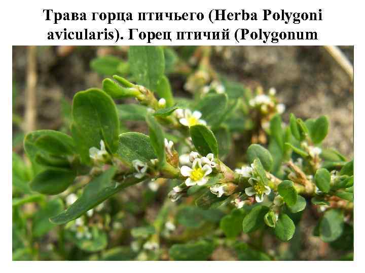 Трава горца птичьего (Herba Polygoni avicularis). Горец птичий (Polygonum aviculare). Гречишные (Polygonaceae). Сырье содержит