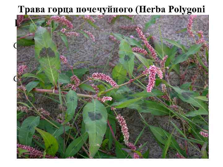 Трава горца почечуйного (Herba Polygoni persicariae). Горец почечуйный (Polygonum persicaria). Гречишные (Polygonaceae). Сырье содержит
