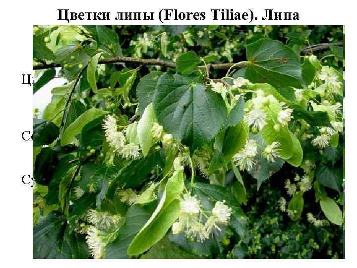 Цветки липы (Flores Tiliae). Липа сердцелистная (Tilia cordata). Липовые (Tiliaceae). Цветки липы содержат сапонины,
