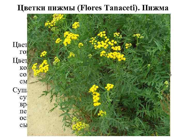 Цветки пижмы (Flores Tanaceti). Пижма обыкновенная (Tanacetum vulgare). Астровые (Asteraceae). Цветки содержат эфирное масло,