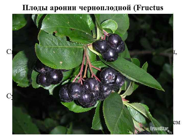Плоды аронии черноплодной (Fructus Aroniae melanocarpae). Арония черноплодная (Aronia melanocarpa). Розоцветные (Rosaceae). Сырьем являются