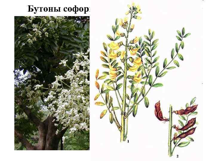 Бутоны софоры японской (Alabastra Sophorae japonicae). Плоды софоры японской (Fructus Sophorae japonicae). Софора японская