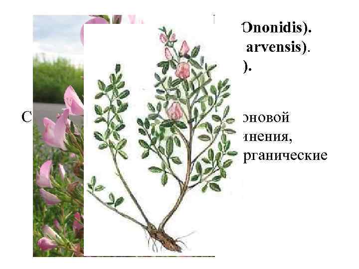 Корни стальника (Radices Ononidis). Стальник полевой (Ononis arvensis). Бобовые (Fabaceae). Содержат гликозиды изофлавононовой природы,