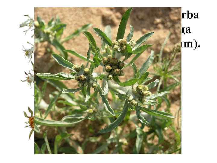 Трава сушеницы топяной (Herba Gnaphalii uliginosi). Сушеница топяная (Gnaphalium uliginosum). Астровые (Asteraceae). • Сырье
