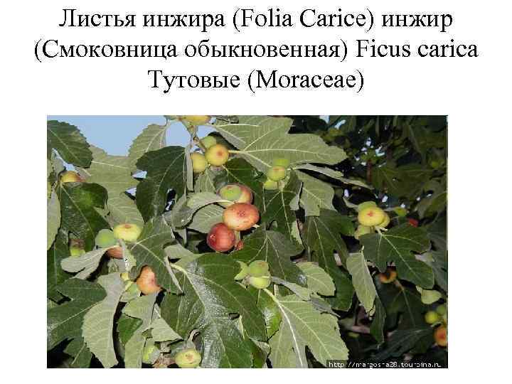 Листья инжира (Folia Carice) инжир (Смоковница обыкновенная) Ficus carica Тутовые (Moraceae) 