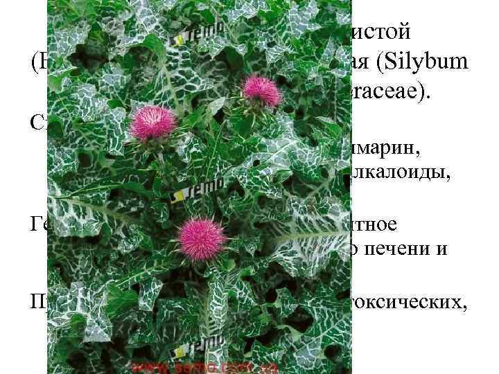Плоды расторопши пятнистой (Fructus). Расторопша пятнистая (Silybum marianum). Астровые (Asteraceae). Сырье содержит флавоноиды, флавоногликаны