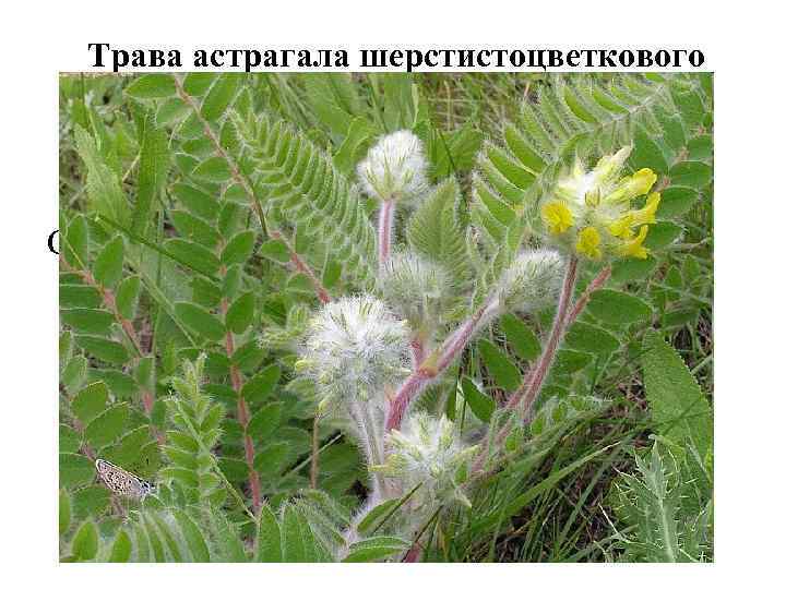 Трава астрагала шерстистоцветкового (Herba Astragali dasyanthi). Астрагал шерстистоцветковый (Astragalus dasyanthus). Бобовые (Fabaceae). Сырье содержит