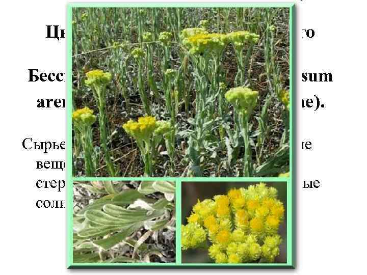 Цветки бессмертника песчаного (Flores Helichrysi arenarii). Бессмертник песчаный (Helichrysum arenarium). Астровые (Asteraceae). Сырье содержит