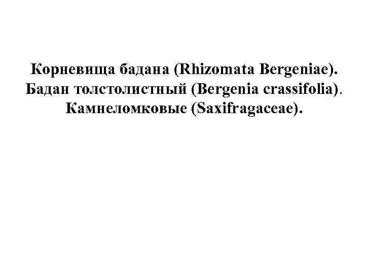 Корневища бадана (Rhizomata Bergeniae). Бадан толстолистный (Bergenia crassifolia). Камнеломковые (Saxifragaceae). 