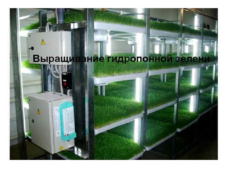 Выращивание гидропонной зелени 