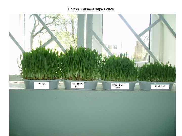 Проращивание зерна овса 