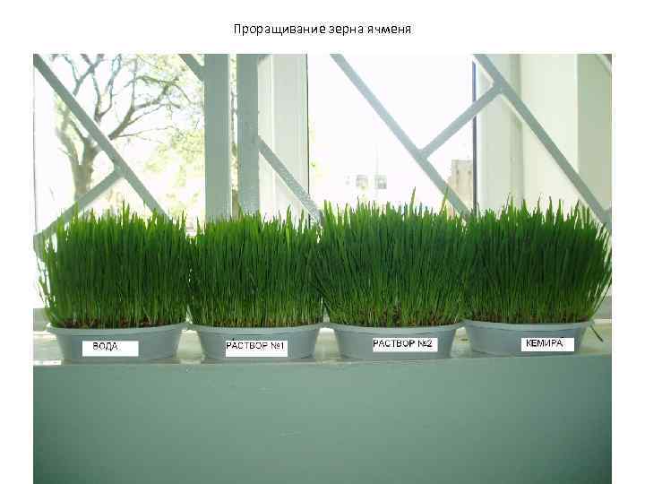 Проращивание зерна ячменя 