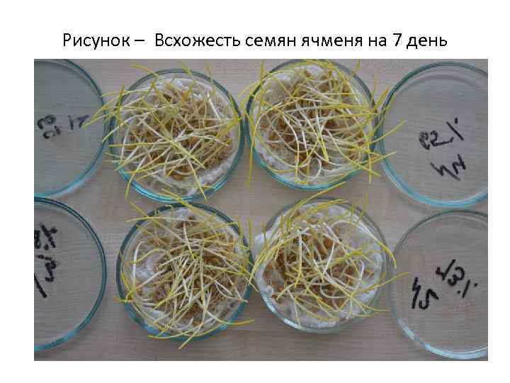 Рисунок – Всхожесть семян ячменя на 7 день 