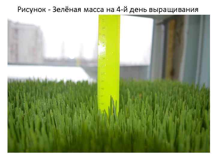 Рисунок - Зелёная масса на 4 -й день выращивания 
