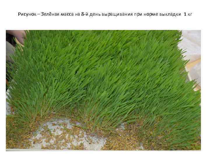  Рисунок – Зелёная масса на 8 -й день выращивания при норме выкладки 1