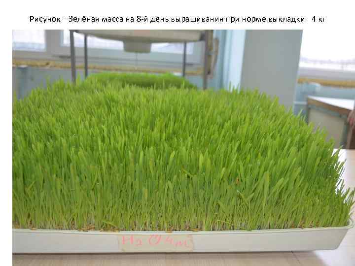  Рисунок – Зелёная масса на 8 -й день выращивания при норме выкладки 4