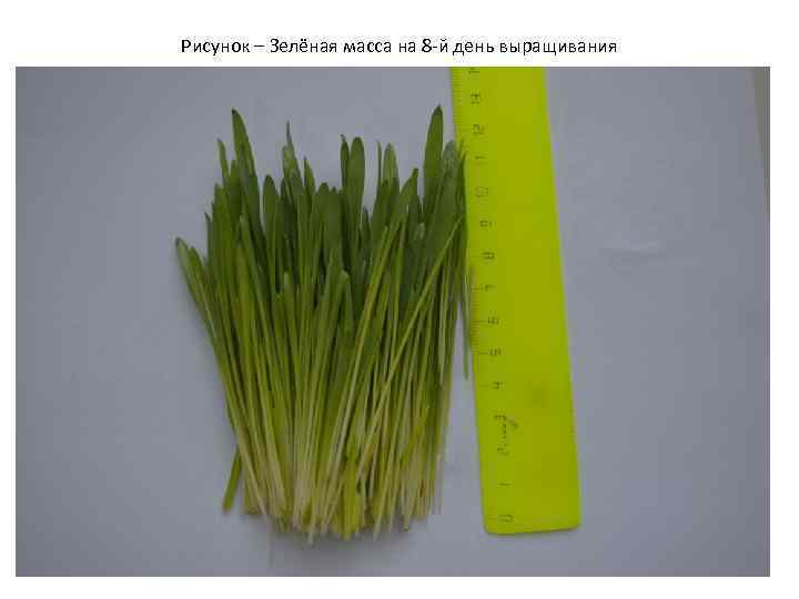 Рисунок – Зелёная масса на 8 -й день выращивания 