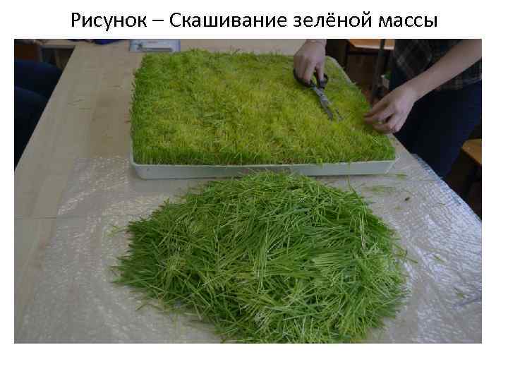 Рисунок – Скашивание зелёной массы 