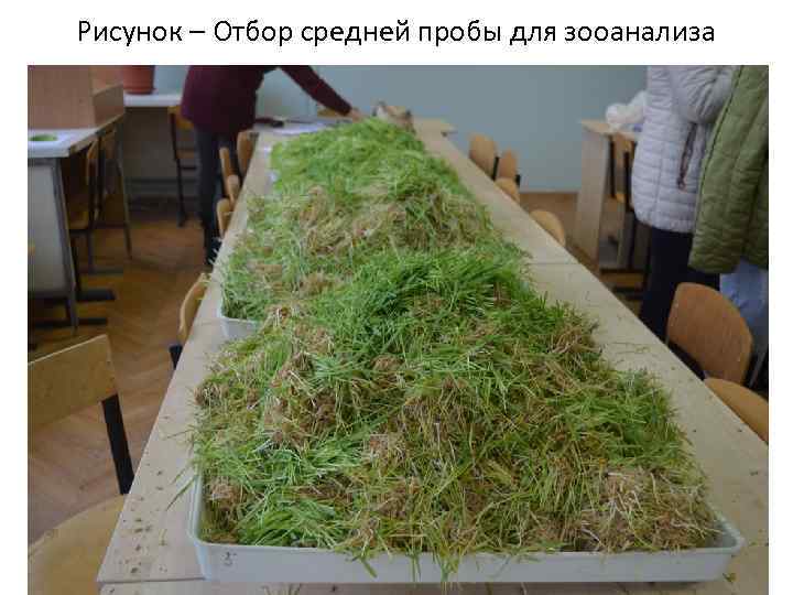 Рисунок – Отбор средней пробы для зооанализа 