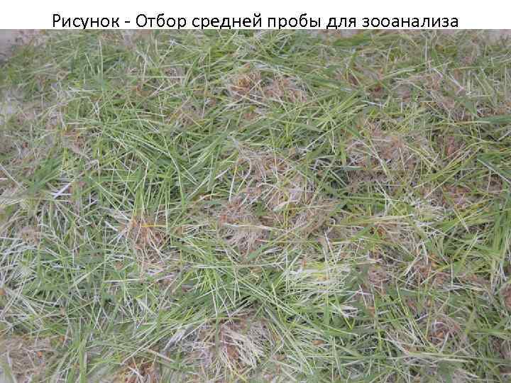 Рисунок - Отбор средней пробы для зооанализа 