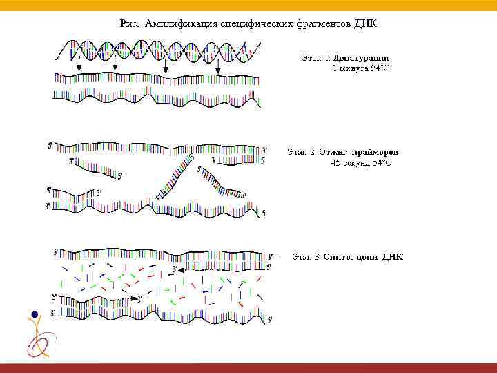 Рис. Амплификация специфических фрагментов ДНК 