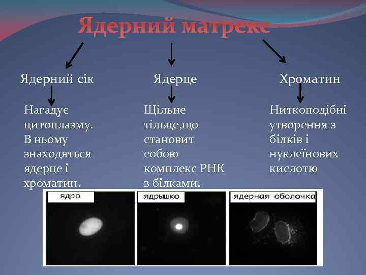 Ядерний матрекс Ядерний сік Нагадує цитоплазму. В ньому знаходяться ядерце і хроматин. Ядерце Щільне