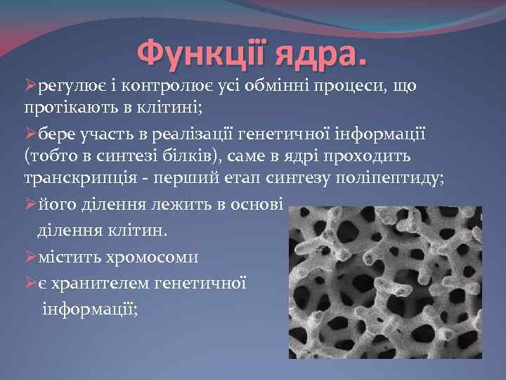 Функції ядра. Øрегулює і контролює усі обмінні процеси, що протікають в клітині; Øбере участь
