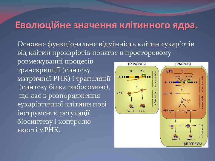 Еволюційне значення клітинного ядра. Основне функціональне відмінність клітин еукаріотів від клітин прокаріотів полягає в