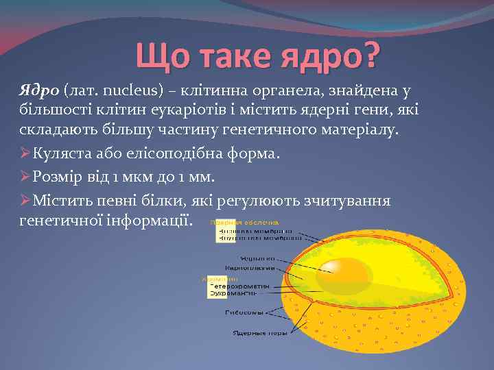 Що таке ядро? Ядро (лат. nucleus) – клітинна органела, знайдена у більшості клітин еукаріотів