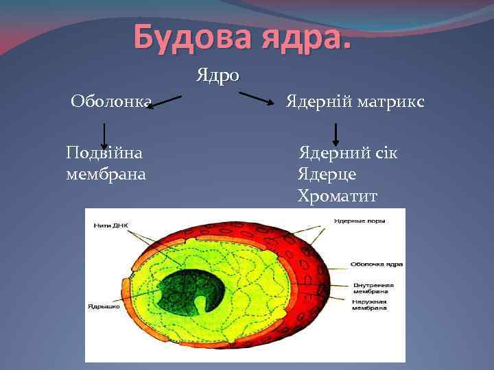 Будова ядра. Ядро Оболонка Подвійна мембрана Ядерній матрикс Ядерний сік Ядерце Хроматит 