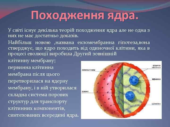 Походження ядра. У світі існує декілька теорій походження ядра але не одна з них