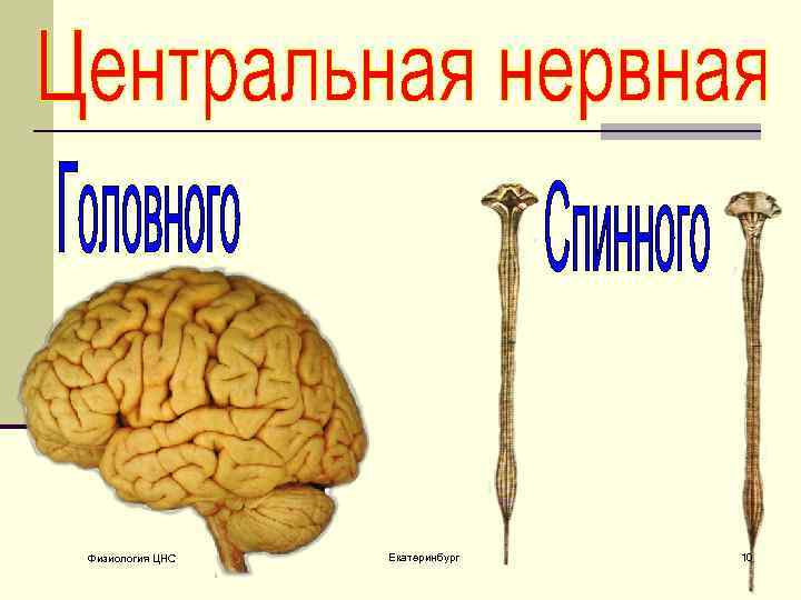 Физиология ЦНС Екатеринбург 10 