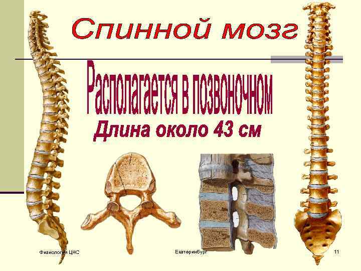 Физиология ЦНС Екатеринбург 11 